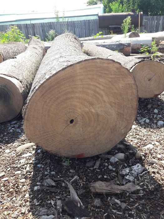 Cherestea mobilă paulownia