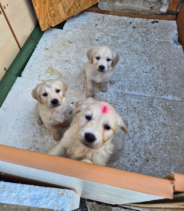 Продавам 3 малки Golden Retriever кученца – на 2 месеца