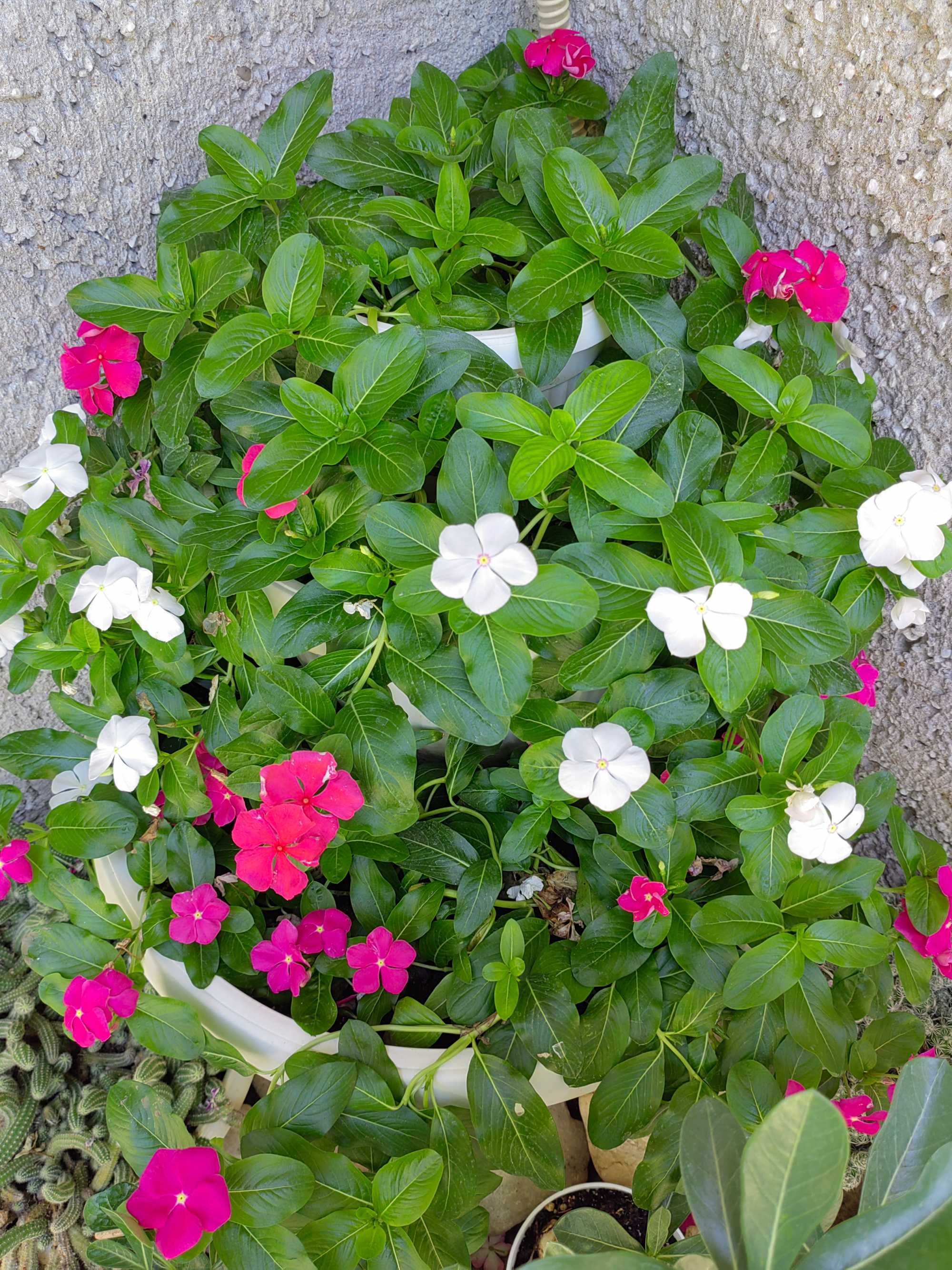Каскадна винка (Vinca Cora cascade mix)