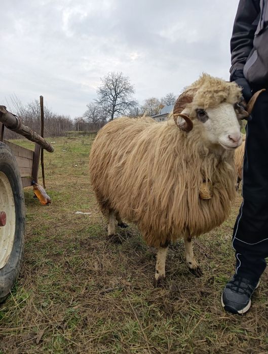 Vând cârlan frumoși