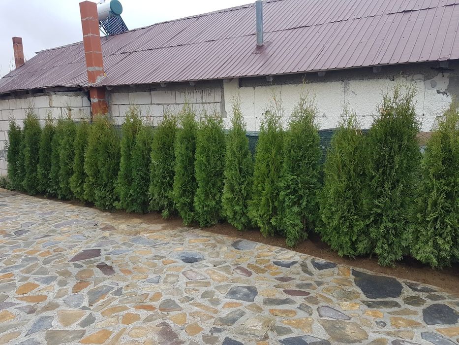 Tuia smaragd,columna