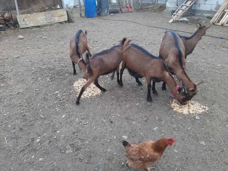 Vand capre rasa alpina franceza Și Sannen