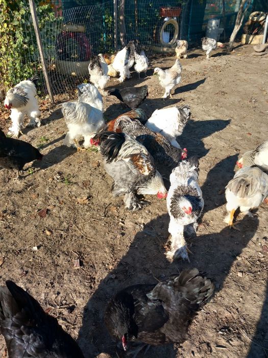 Vând cocoși brahma și austalorp!