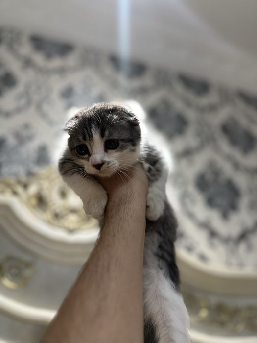 Scottish Fold and straight