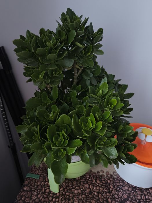 Kalanchoe-roz,are peste 3 ani