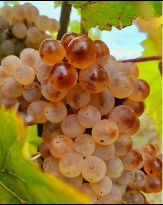 Struguri de vin Urziceni