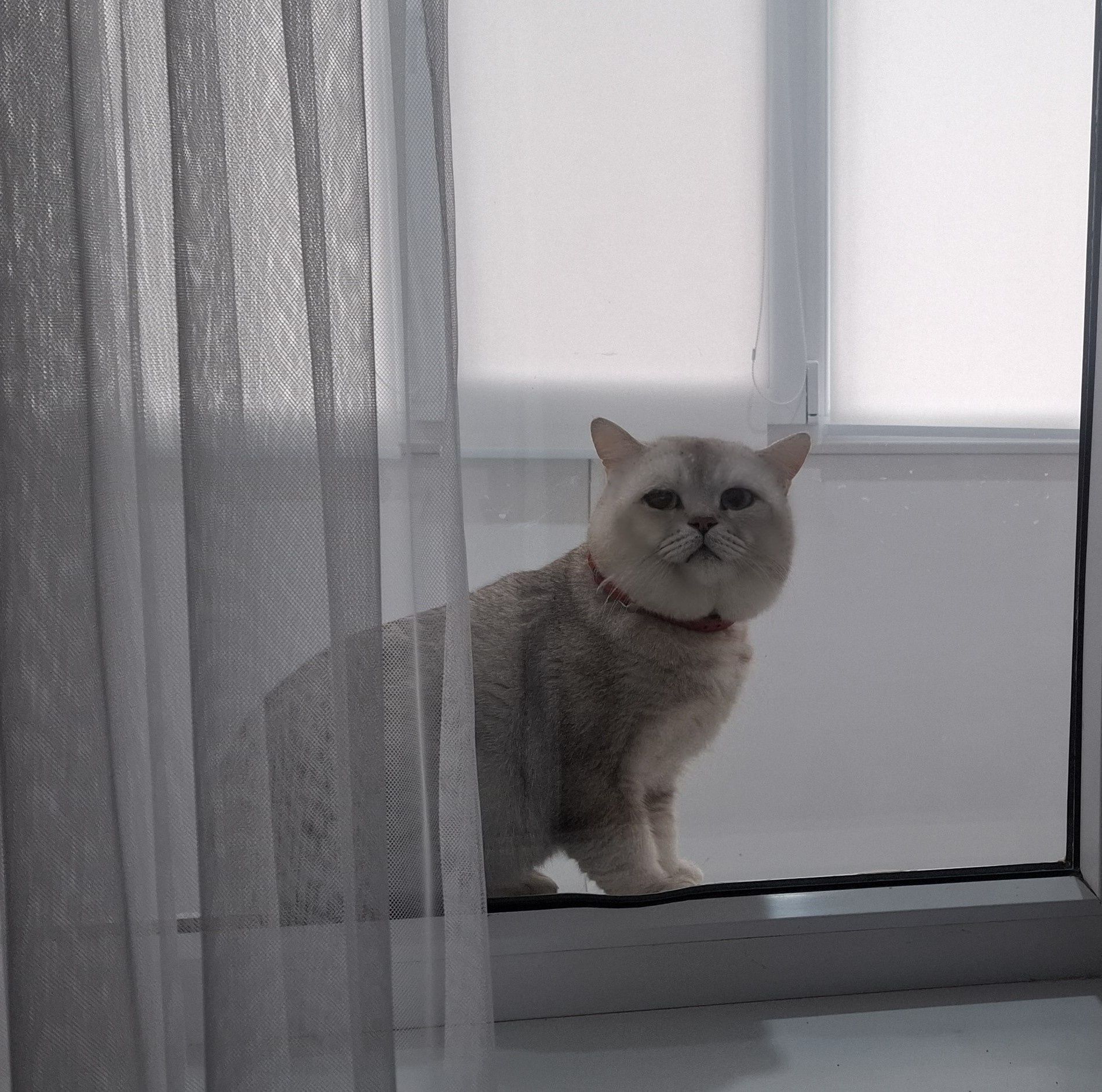 Кот на Вязку с опытом ( для прямоухих и вислоухих)