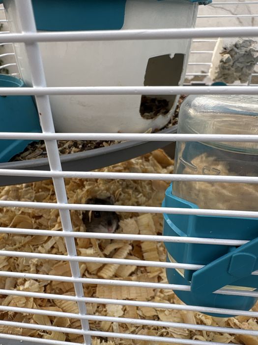 Подарява се хамстер с клетка