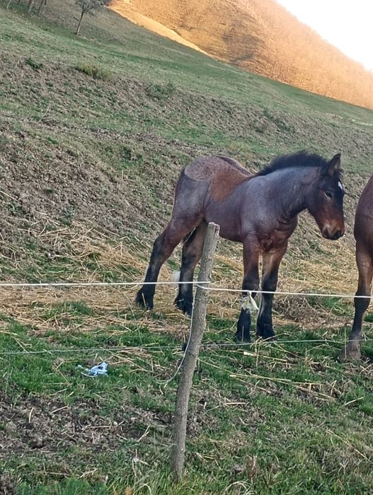 Vând manz de 4 luni