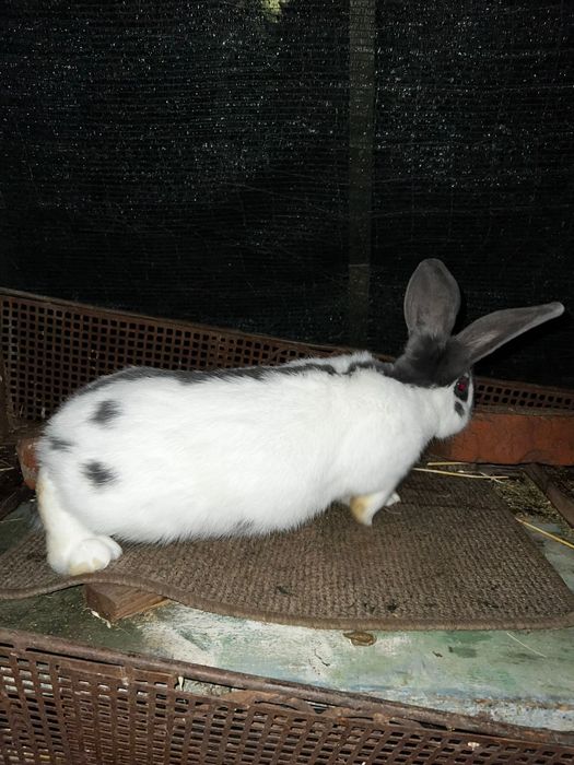 Femela fluture german pestriț albastru