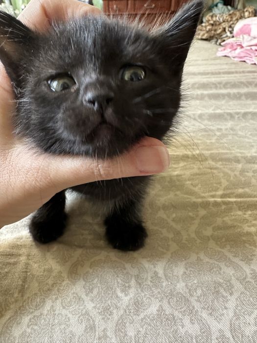 мушук болалари сотувда. продаются котята шотландцы прямоухие.