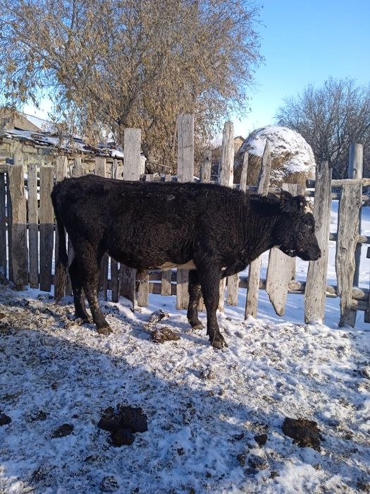 Продам бычка полтора года