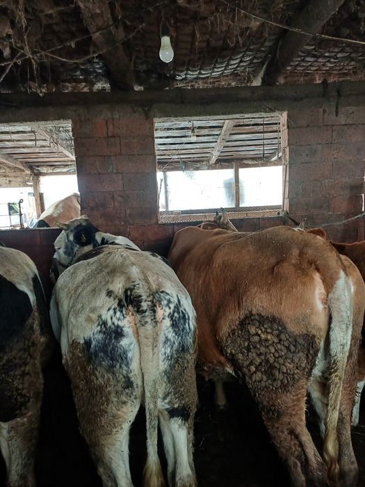 Vând vițele de tăiat sau ținut