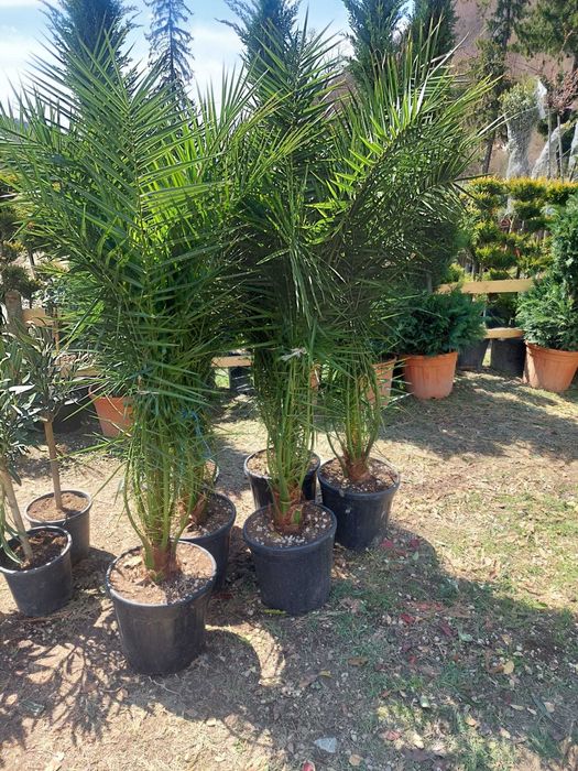 Tuia, Cupressocyparis Leylandii, Pon Pon, Spirala Leylandii