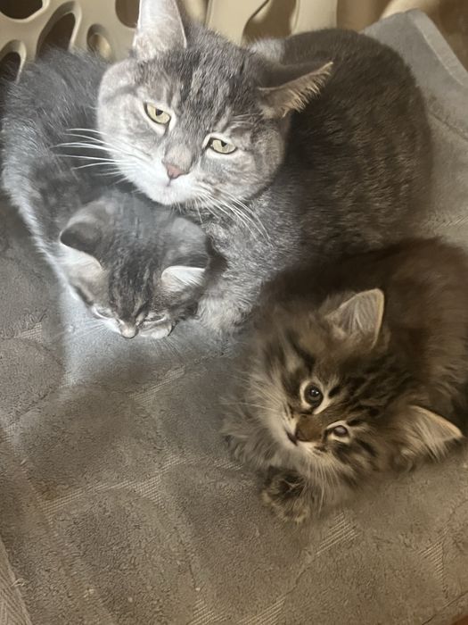 отдам в хорошие руки