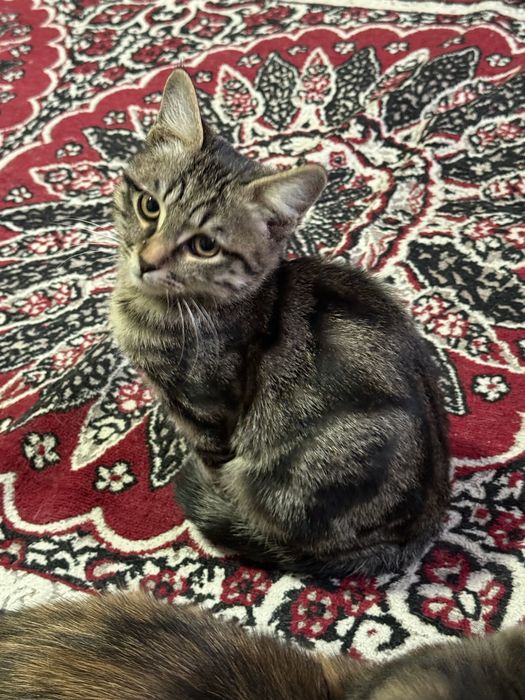 Отдам кота в хорошие руки