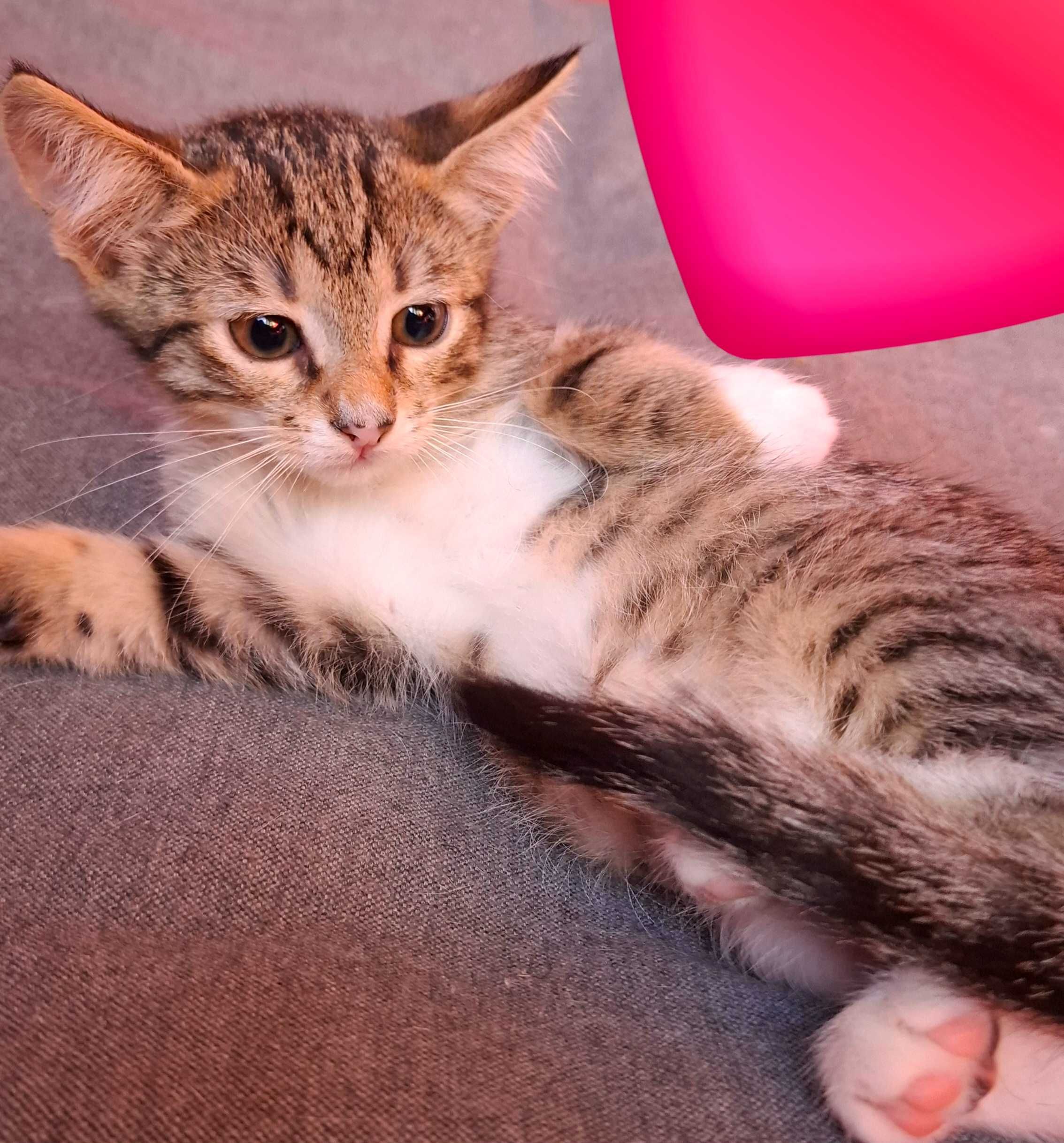 Adoptie pui de pisica tigrat Juju