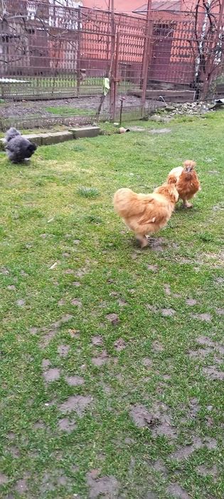 3 găini matase japoneza