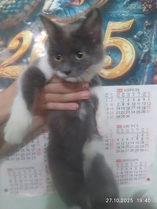 Продам кошечку. 4 месяца. Очень ласковая и добрая. Зовут Муся.