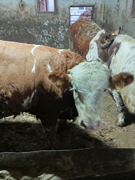 Vând 6 viței de 280_300 kg