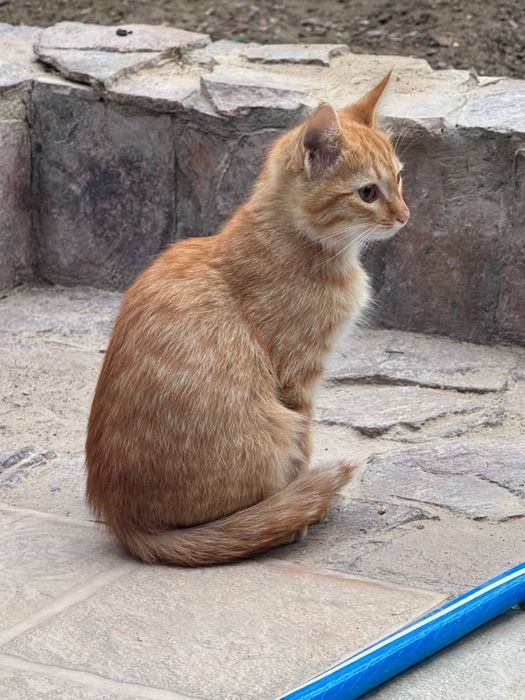 Эти милые котята ищут заботливых хозяев