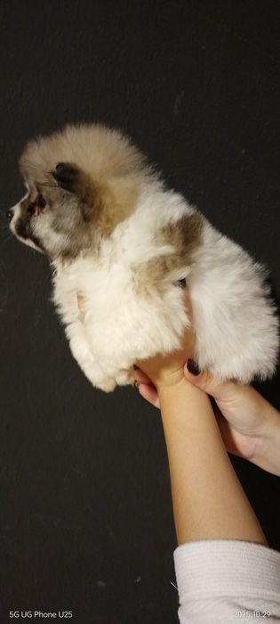 Мини шпиц момиче