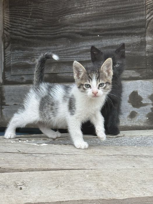 Pisici pentru adoptie - 1 luna jumate