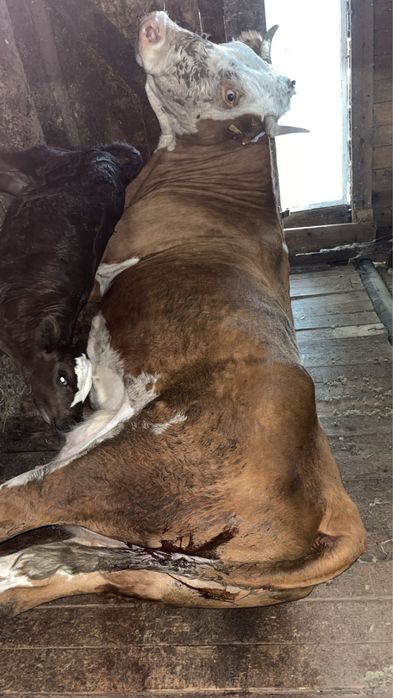 Vand vacă băltata romaneasca