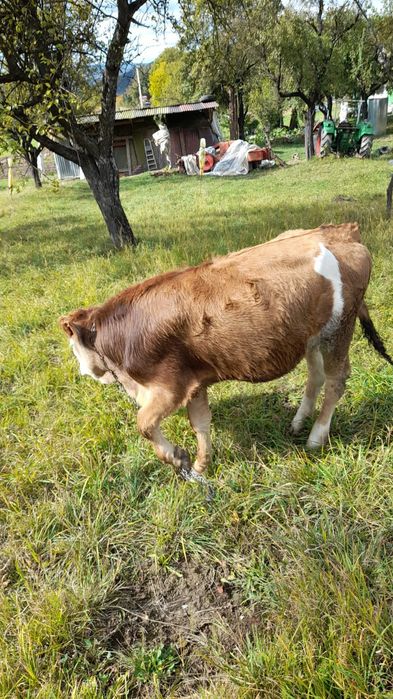 Vând viței rog seriozitate
