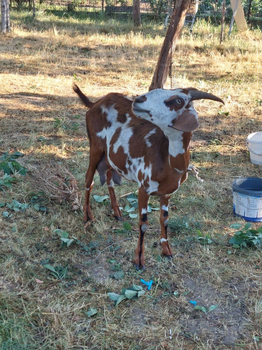 Vand capră de rasă.