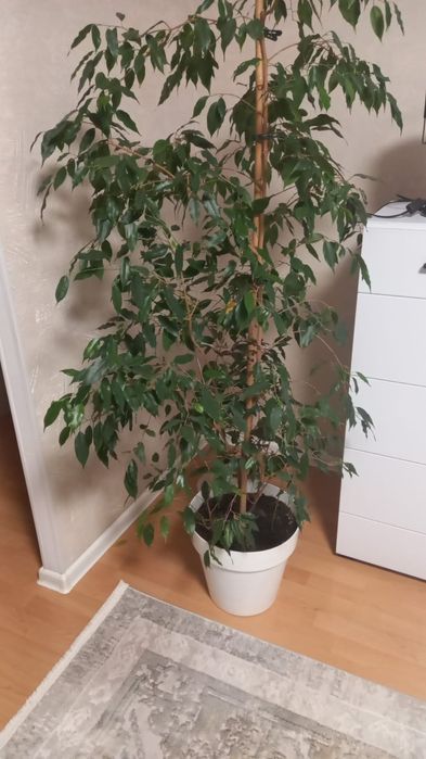 Продам цветок фикус Банджемино