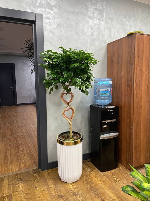 Offis va ishxonalar uchun gullar