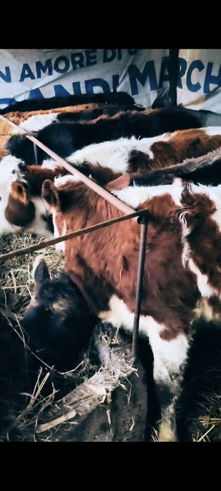 Vând 8 vitele de rasa