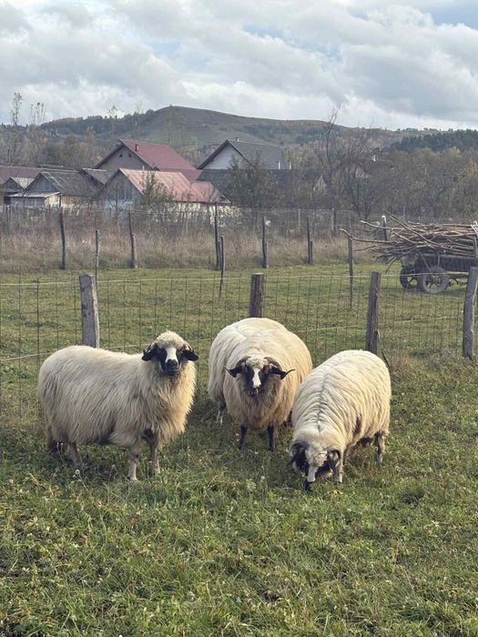 Oi de vânzare breze