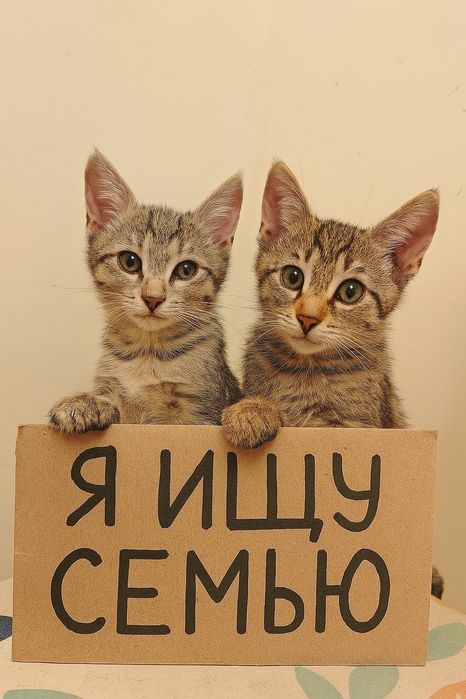 Раздаем 5 котят. 4 мальчика, одна девочка. 2.5 месяца