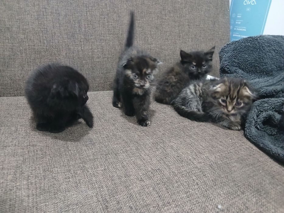 Отдам котят в добрые руки