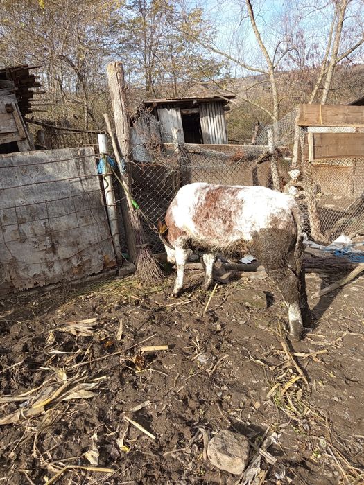 Tăuraș belgian de 2 luni jumate