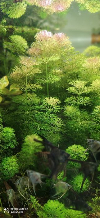 Амбулия (Лимнофила)