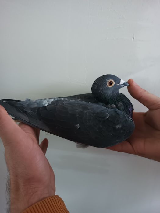 Vând porumbei cu pedigree