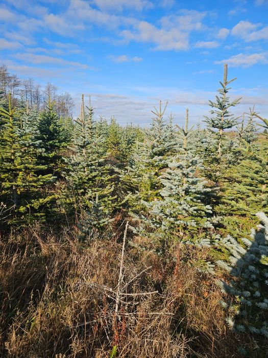 Vand Brazi Arginti și Verzi