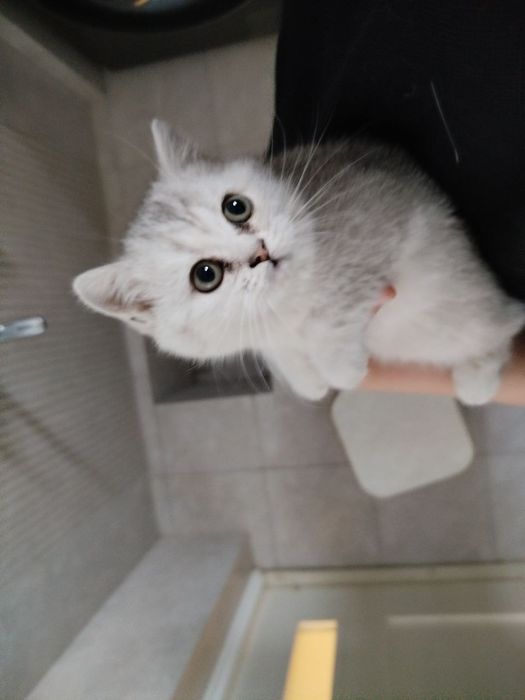 Britanskiy seribristiy shinshilla straight