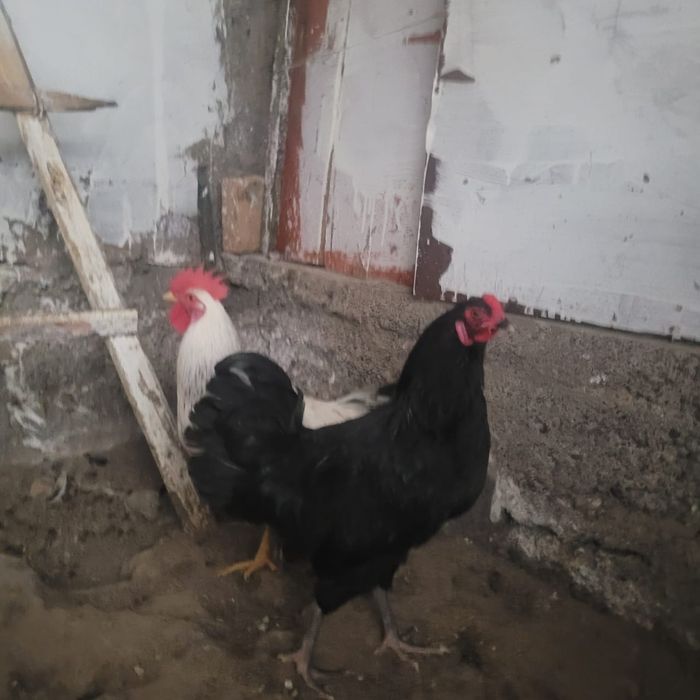 Петух Амераукана