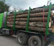 Aducem lemne de foc