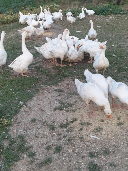 Vând gâște și boboci