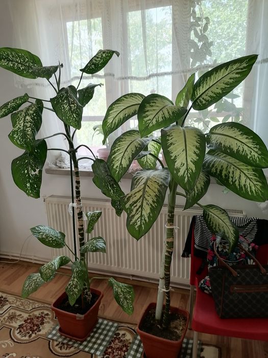 PLANTE MARI(2)- în Craiova