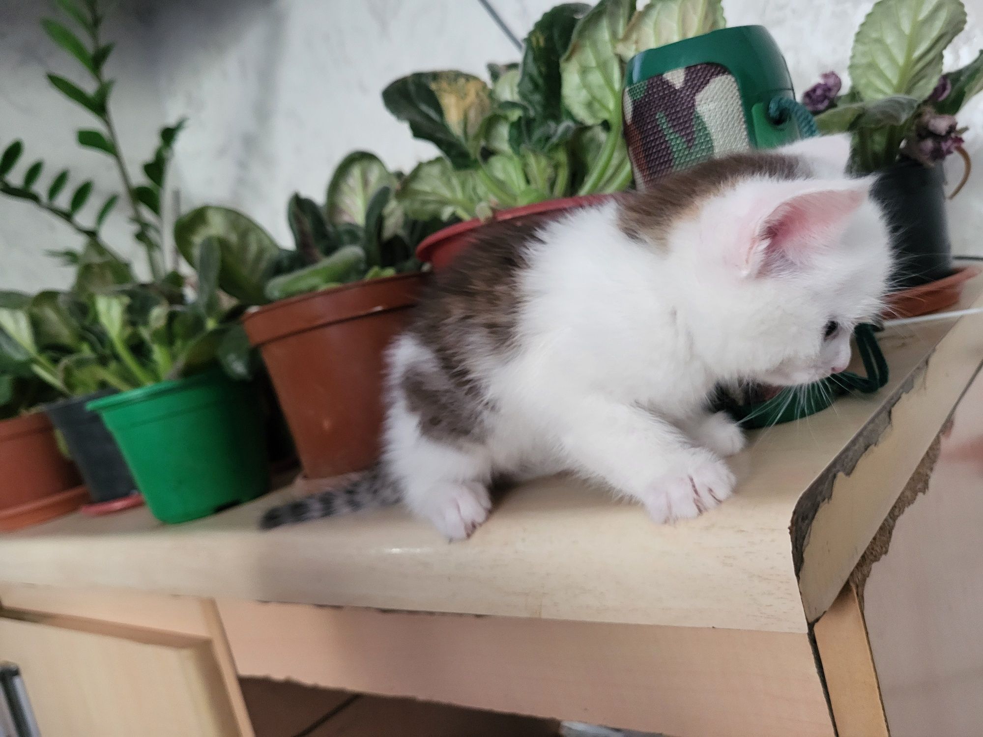Котята Бесплатно
