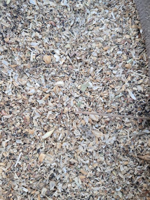 Зерноотходы льна