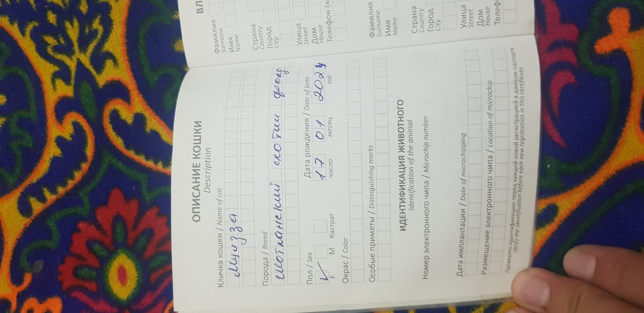 Шотландский скоттиш фолд