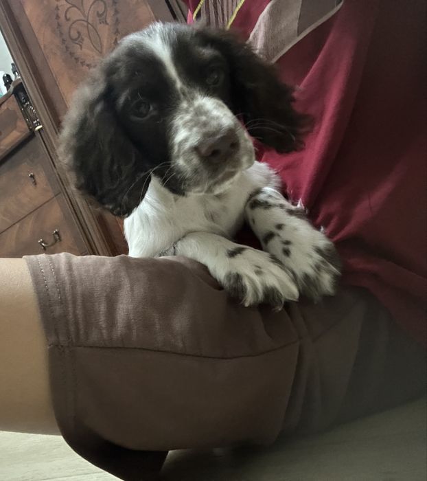 Щенок русского спаниеля