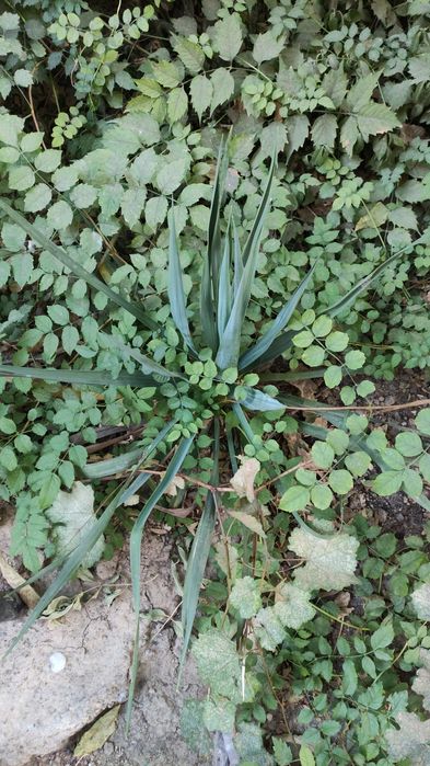 Цветок Юкка белая